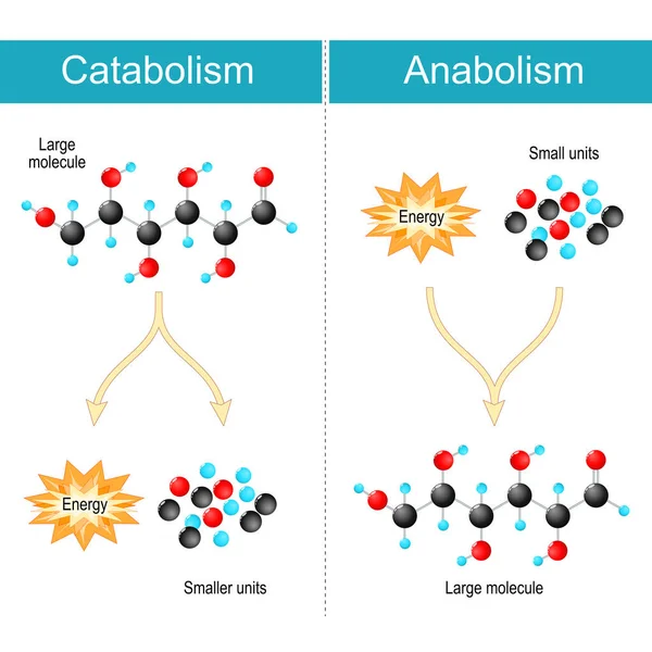 Catabolism의 차이점 동화는 단위에서 바이오 분자입니다 Catabolism은 분해의 단위로 분자를 — 스톡 벡터
