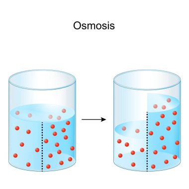 Osmosis. Su ve yarı geçirgen zarla ilgili bir deney. Vektör illüstrasyonu