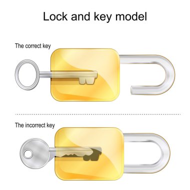 Lock and key model. The correct and incorrect keys. Vector illustration clipart