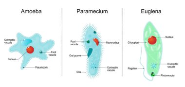 Ökaryotik, tek hücreli organizmaların anatomisi: paramesyum ciliat, amip ve Euglena. Vektör illüstrasyonu