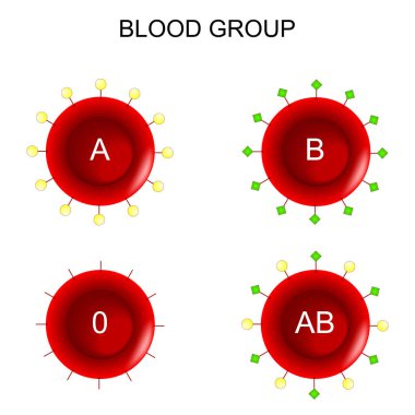 Kırmızı kan hücreleri. Kan grubu kan grubu. Kan bağışı. Vektör diyagramı