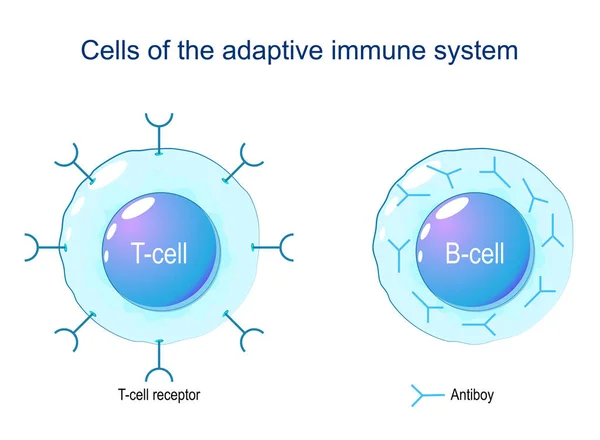 Cellula Cellula Cellule Del Sistema Immunitario Adattivo Risposta Immunitaria Linfociti — Vettoriale Stock