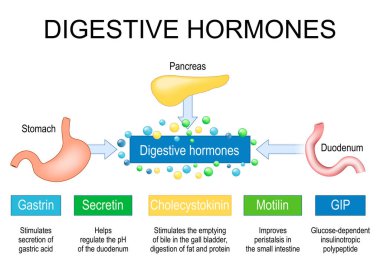 Sindirim hormonları. İnsan iç organları Pankreas, Mide ve Duodenum endokrin sisteminin bir parçası gibi. Gastrointestinal hormonlar gastrin, kolesistosinin, salgıtin, mide inhibitörü peptit ve motilin. Vektör illüstrasyonu