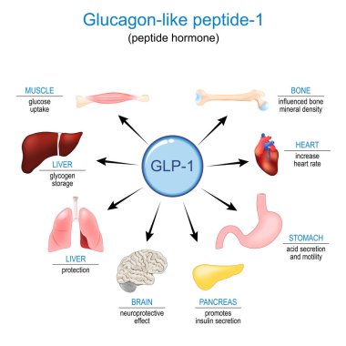 GLP-1. Glucagon-like peptide-1 for Appetite regulation, weight loss and Treatment of diabetes. peptide hormone Functions and effects on Human internal organs. vector diagram clipart