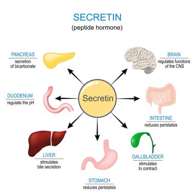 Secretin. Gastrobağırsak Peptit hormonları. İnsan sindirim sistemi. Endokrin sistemi. Vektör illüstrasyonu