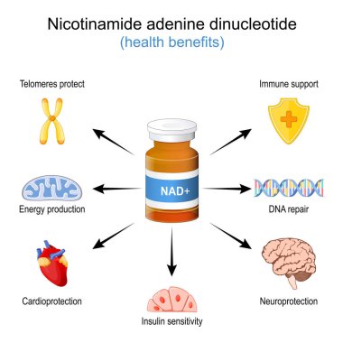 NAD + 'nın sağlık yararları. NAD artı. Nikotinamit dinükleotidin sağIık etkisi. Yaşlanma karşıtı terapi. Vektör illüstrasyonu