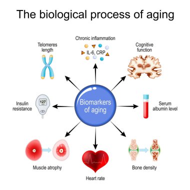 Yaşlanma süreci. Kırılganlık Biyomarkerları. Hücresel yaşlılık. Epigenetik saatler. Vektör diyagramı