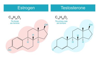 Testosteron ve östrojen molekülleri. Karşılaştırma ve Farklılık. Seks hormonlarının moleküler kimyasal yapısal formülü. Hormon değiştirme terapisi. Vektör illüstrasyonu