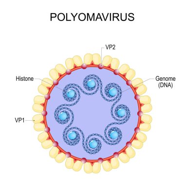 Polyomavirus. Virion 'un anatomisi. Viral enfeksiyon. Dairesel genomu olan çift sarmalanmamış DNA virüsünün yapısı ve genomu. Kansere, nefropatiye ve ilerleyen multifokal lösefalopati gibi şiddetli beyin enfeksiyonuna neden olan virüs.. 