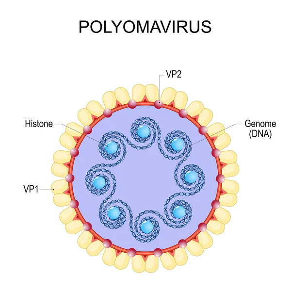 Polyomavírus Virion Anatómiája Vírusfertőzés Nem Burkolt Kettős Szálú Dns Vírus — Stock Vector