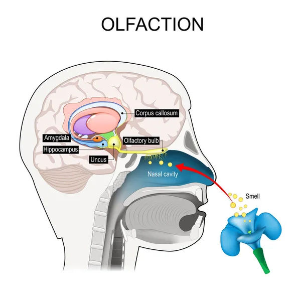 stock vector olfaction. Olfactory nerves. Cross section of a human head with part of the brain involved with smell. smell-brain. educational scheme. Vector illustration