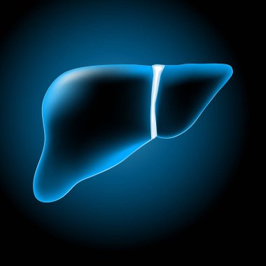 Parlak efektli karaciğer. Koyu arkaplanda gerçekçi şeffaf mavi karaciğer. Hepatik Fonksiyon. İnsan hepatobilier sistemi. Sağlık hizmetleri tasarımı için görüntü. Vektör illüstrasyonu