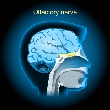 Parlak efektli koku siniri. Karanlık arka planda gerçekçi şeffaf mavi beyin. İnsan kafasının yan görüntüsü. X-ray resmi gibi vektör illüstrasyonu