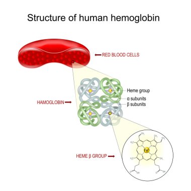 Hemoglobin yapısı. Kırmızı kan hücresinin enine kesiti hemoglobin molekülünün yakın çekimi ve bir heme b grubunun yapısal formülü. Vektör illüstrasyonu
