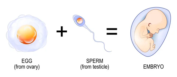 Megtermékenyítési Folyamat Spermától Petesejtbe Való Behatolástól Embriófejlődésig Terhesség Vektorillusztráció — Stock Vector