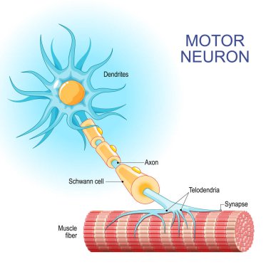 Motor nöron. Etkin bir nöronun yapısı ve anatomisi. Kas lifine yakın plan ve Dendrites, Synapse, Telodendria, Axon, Schwann hücresiyle motoneuron. Aksonlar omurilikten kaslara sinyaller taşır. Vektör illüstrasyonu