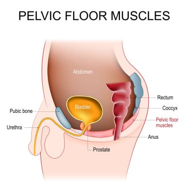 Pelvic floor muscles. Cross section of male abdomen with pelvic diaphragm, Prostate, bladder, rectum, pubic bone, urethra, anus, and coccyx. Kegel exercises for men. Erectile dysfunction. Male sexual health. Human anatomy. Vector illustration