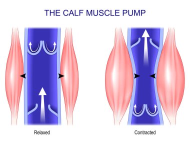 Baldır kası pompası. Venous Sağlık. Kas kasılması. Gastrocnemius, Soleus ve derin damarlardaki kan akışı arasındaki ilişki. Venöz kan dolaşımı. İnsan damar sistemi. Vektör illüstrasyonu