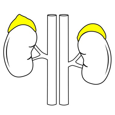 Adrenal bezler, böbrekler, karın aortu ve inferior vena cava. siyah çizgi simgesi. Web tasarımı ya da mobil uygulama için anatomik olarak doğru pictogram. Vektör illüstrasyonu