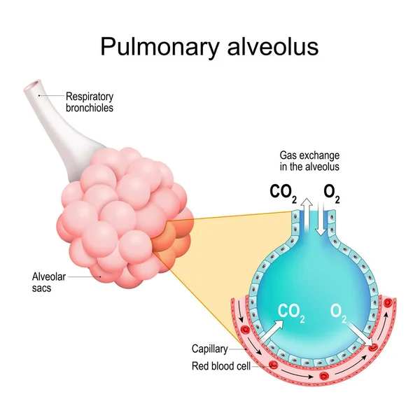Alvéolos Pulmonares Troca Gasosa Nos Pulmões Bronquíolos Respiratórios Com Sacos — Vetor de Stock