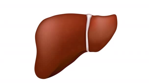 Boli Hepatice Cum Schimbă Ficatul Timpul Bolii Organ Sănătos Steatoza Clip video