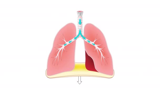 Respirație Funcții Pulmonare Diafragmă Animație Secvență video de stoc fără drepturi de autor