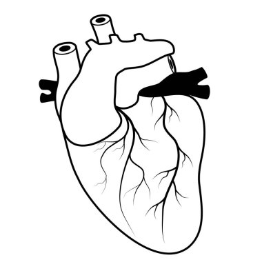 İnsan kalbi. siyah çizgi simgesi. Basit taslak biçimi. Web tasarımı veya mobil uygulama için biçimlendirilmiş pictogram. Beyaz arkaplanda vektör çizimi izole edildi. Düz çizgi sembolü.