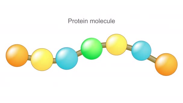 Proteinmatsmältningen Enzymer Som Proteas Eller Peptidaser Bryter Proteinet Mindre Peptidkedjor — Stockvideo