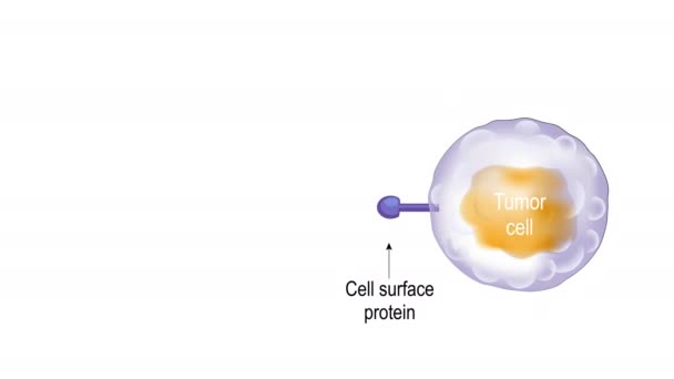 Car T细胞疗法 癌症免疫治疗 杀死肿瘤细胞 基因工程 个性化的药物 2D动画 — 图库视频影像