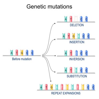 Genetik mutasyonlar. DNA mutasyondan önce ve yerleştirmeden sonra, genişlemeleri tekrarlayın, yerine koyma, ters çevirme, silme. DNA onarım mekanizmaları. Vektör diyagramı
