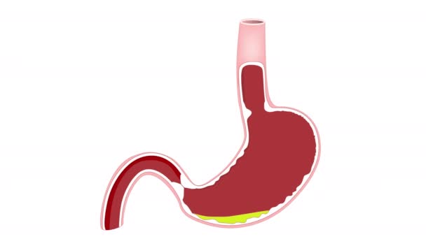 Žaludek Žaludeční Žlázy Gastrointestinální Motilita Lidský Trávicí Systém Animace — Stock video