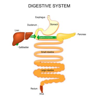 İnsan sindirim sisteminin bir parçası. Yemek borusu, mide, duodenum, ince ve kalın bağırsak, rektum. Sindirim işleminden, soğurmaya ve fermantasyona kadar. Vektör illüstrasyonu