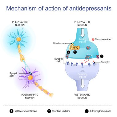 Mechanism of action of antidepressants. Close-up of neurons and Synaptic cleft with Neurotransmitters, Receptor, Mitochondria and MAO enzyme. Vector diagram clipart