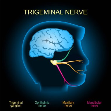 Trigeminal sinir. Gerçekçi şeffaf mavi insan kafası ve Trigeminal ganglion, Mandibular, Maxillary ve Ophthalmic sinirler, koyu arkaplanda. Sinir sistemi. Sağlık hizmetleri tasarımı için X-ray resmi gibi vektör illüstrasyonu.