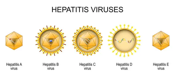 Structure Anatomy Virions Five Known Human Hepatitis Viruses Inflammation Liver Ilustração De Bancos De Imagens
