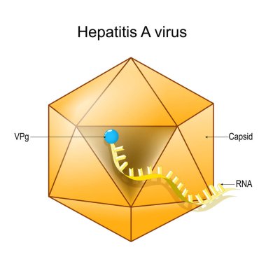 Structure of Hepatitis A virus. Virion anatomy. Infectious disease of the liver caused by HAV. Viral hepatitis. Vector diagram