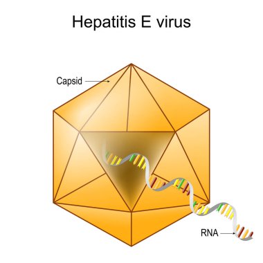 Structure of Hepatitis E virus. Virion anatomy. Infectious disease of the liver caused by HEV. Viral hepatitis. Vector diagram clipart