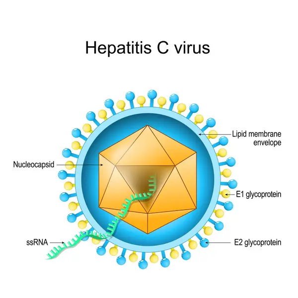 Hepatitisz Vírus Szerkezete Virion Anatómia Hcv Által Okozott Fertőző Májbetegség Stock Vektor