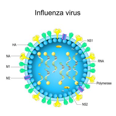 Grip virüsünün yapısı. Virion anatomisine yakın çekim. Grip virüsü tarafından büyütülmüş. Vektör diyagramı