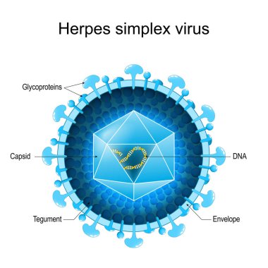 Herpes Simplex Virüsü 'nün HSV-1 ve HSV-2 için temel yapısı. Virion anatomisine yakın çekim. İnsan alfabetik virüsü büyütülmüş. Vektör diyagramı