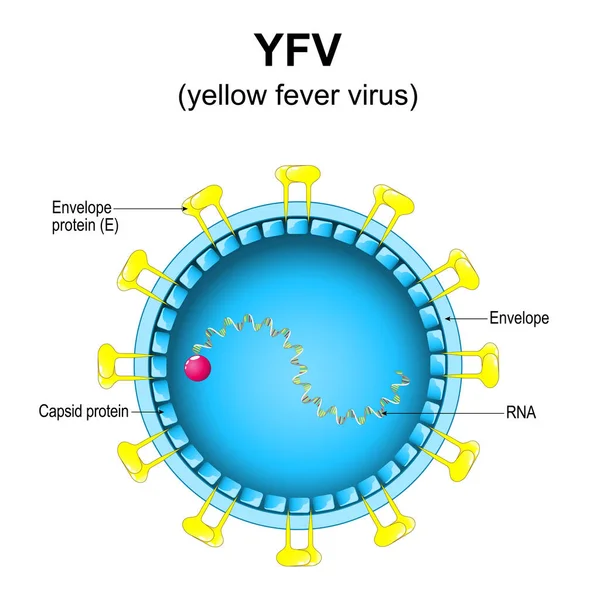Sárgaláz Vírus Szerkezete Közelkép Virion Anatómiáról Sárga Jack Vírus Nagyítva Stock Vektor