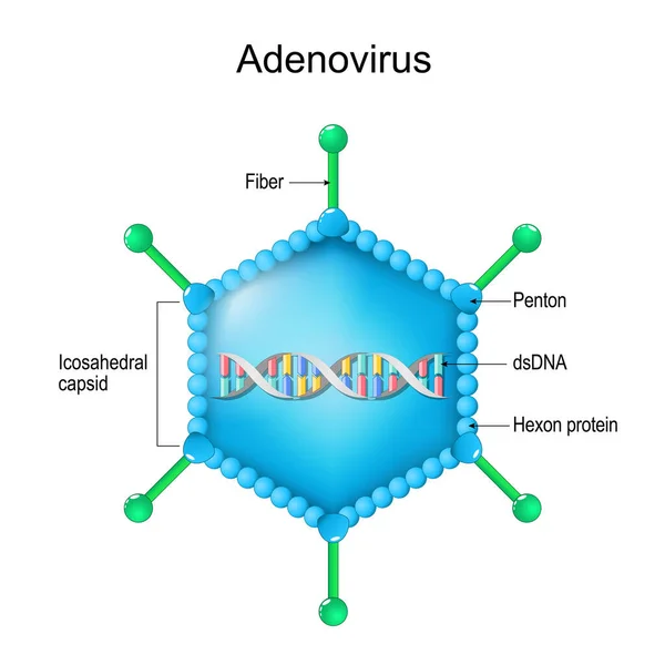Adenovirus Struktur Nahaufnahme Einer Virion Anatomie Vergrößert Von Viruspartikeln Vektordiagramm Vektorgrafiken