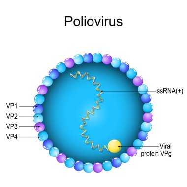 Poliovirüs yapısı. Virion anatomisine yakın çekim. Çocuk felci ve çocuk felcine neden olan virüsün büyültülmesi. Vektör diyagramı