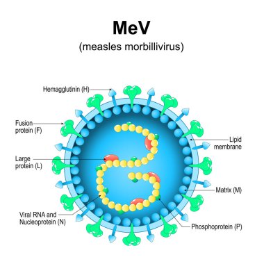 measles morbillivirus structure. Close-up of a MeV Virion anatomy. Magnified of measles virus. Vector diagram clipart