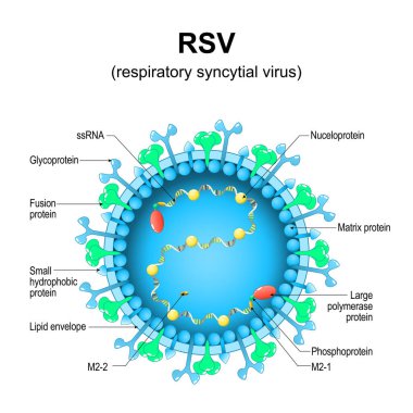 Solunum sinsityal virüsü. RSV yapısı. Ortopedik virüse yakın çekim. Virion anatomisi. İnsan solunum yolundaki enfeksiyonlara neden olan virüs büyütülmüş. Vektör diyagramı