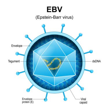 Epstein-Barr virus. EBV structure. Close-up of a Human gammaherpesvirus 4. Anatomy of human herpesvirus virion. Magnified of virus that causes infectious mononucleosis. Vector diagram clipart