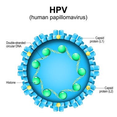 İnsan papilloma virüsü. HPV yapısı. Virion 'a yakın çekim. Virüs parçacığı büyütüldü. Vektör diyagramı