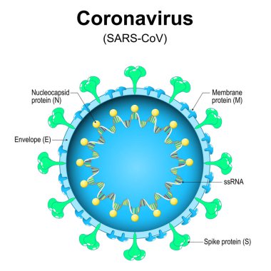 Coronavirus yapısı. Virion 'a yakın çekim. SARS, MERS, COVID-19 gibi ölümcül salgın hastalıklara neden olan virüs parçacığı büyütülmüş. Vektör diyagramı