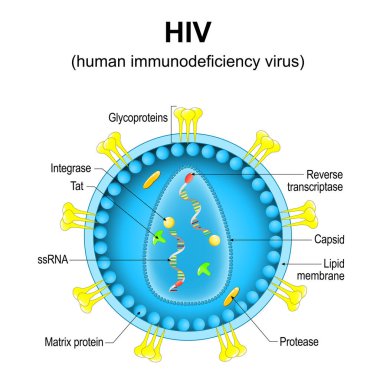 İnsan bağışıklık yetmezliği virüsü. HIV virion yapısına yakın çekim. Bağışıklık yetmezliği sendromuna sebep olan virüs parçacığı büyütülmüş. Vektör diyagramı