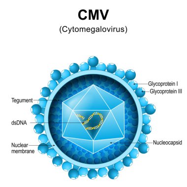 Sitomegalovirüs. CMV yapısı. Virion anatomisine yakın çekim. Mononükleoz ve zatürreeye sebep olan virüs parçacığı büyütülmüş. Vektör diyagramı